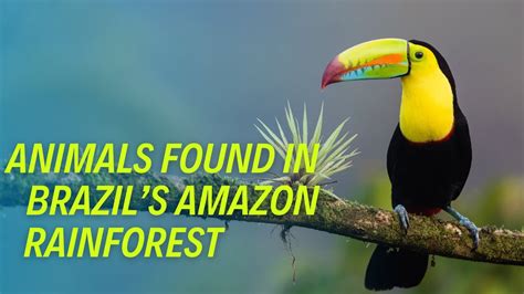 5 Most Incredible Animals Found In Brazils Amazon Rainforest Youtube