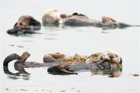 Sea Otter Enhydra Lutris Morro Bay California 20435
