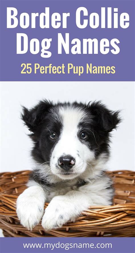 Top Border Collie Names 785 Ideas For Your Pup Dog Names Border