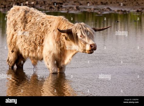 Highland Cattle Cooling Down Hi Res Stock Photography And Images Alamy