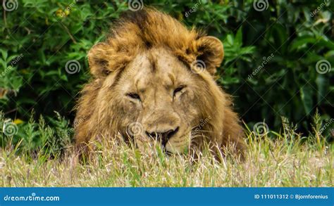Lion Male Relax In The Sun Stock Photo Image Of Beautiful 111011312