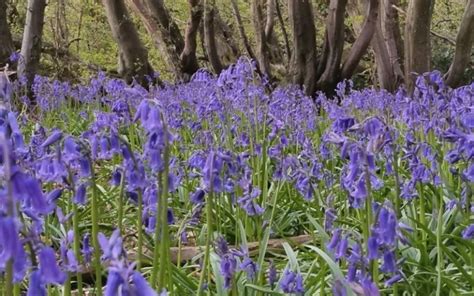 The 10 Most Beautiful Bluebell Woods In Hertfordshire