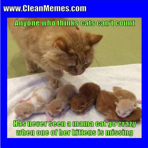 Cat memes are always in style. Pin by Clean Memes on Clean Memes | Cat memes, Cute animals, Kittens