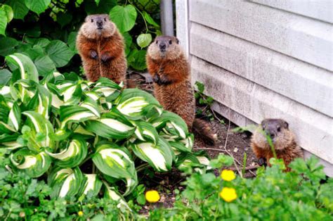 Protect Your Garden From Groundhogs Kellogg Garden Organics™
