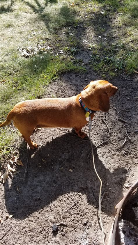 Dachshundhave great physical and mental characteristics that make them excellent partners for responsible, active, and caring owners. Dachshund Puppies For Sale | Muskegon, MI #240212