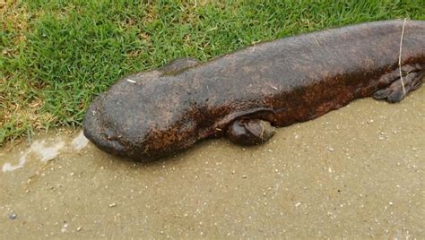 Aparece una salamandra gigante en el río Kamogawa