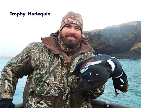 Harlequin Stud Alaska Duck Hunting King Eider Hunting