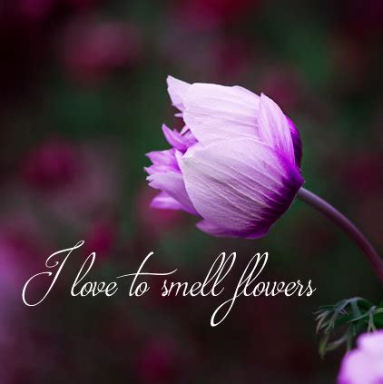 (i) you are not at least 18 years of age or the age of majority in each and every jurisdiction in which you will or may view the sexually explicit material, whichever is higher (the age of majority), (ii) such material offends you, or. Flowers DP Images for Whatsapp Status in Hindi English ...