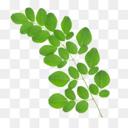 Manfaat daun kelor untuk pencegahan penyakit. 19+ Gambar Daun Kelor Vector - Cari Gambar Keren HD