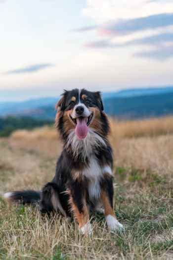 bernese mountain dog australian shepherd mix gorgeous  intelligent   bernese love