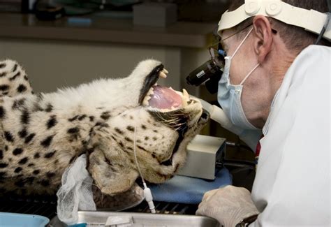 We did not find results for: How Long Does a Root Canal Take