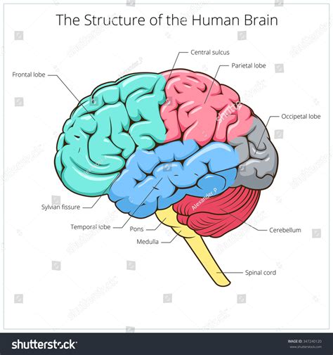 I enjoyed the show quite a bit.), which is called an adverbial objective. Structure Human Brain Schematic Raster Illustration Stock Illustration 347240120 - Shutterstock