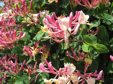 Scented Plants Flowers And Shrubs For A Sunny Garden Saga