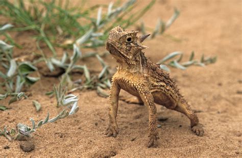 Threatened Species Horny Toad Reaches New Milestone In Texas