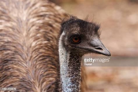 Emu Bush Photos And Premium High Res Pictures Getty Images