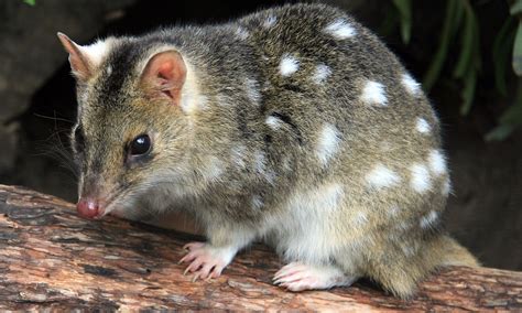 Australias 7 Cutest Marsupials And Where To Find Them Wanderlust