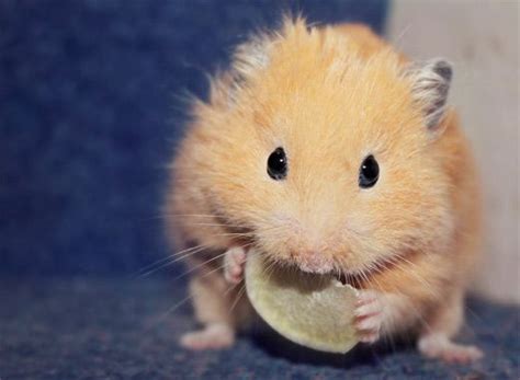 A 30 Cute And Adorable Hamster Photography Collection Cute Hamsters