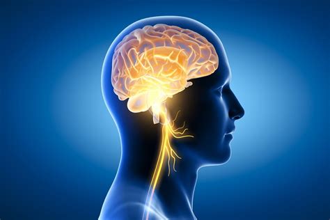 How To Improve Your Memory By Stimulating Your Vagus Nerve Healthdish