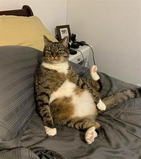 Pet Owners Share Hilarious Photos Of Their Cats Striking Poses That Are