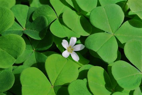 What Is The Official Flower Of Ireland