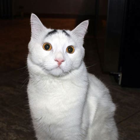 Sam The Cat With Worried Eyebrows Becomes An Internet Sensation