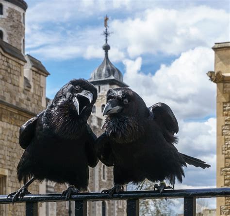 the tower of london s raven legend victorian myth or ancient folklore david castleton blog