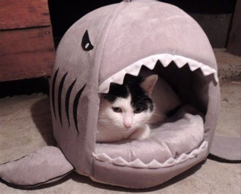 Top 10 Nerdy And Unusual Cat Beds Unusual