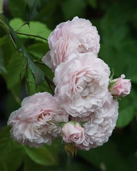 Rosemary On Instagram “floribunda Rose Ayane In May 2019 Bred By