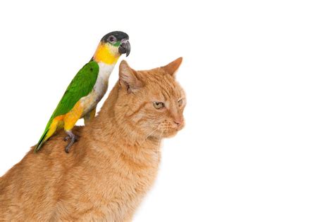 Adorable Parrot Plays Peek A Boo With Neighbors Cat Best Of Good News