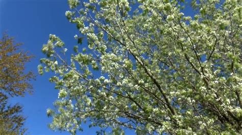 ‘bounty Offered On Invasive Bradford Pear Trees In Nc Cbs 17