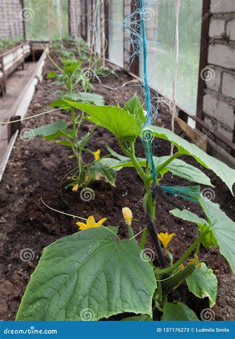 Growing Cucumbers In A Greenhouse Stock Image Image Of Hothouse Grow