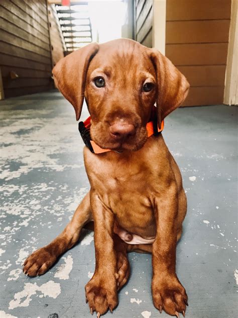 If you want a calm dog and are not willing to walk a couple of miles or jog at least one mile a day, do not choose a the vizsla is not recommended for apartment life. Hungarian Vizsla Puppies For Sale | Como, TX #281630