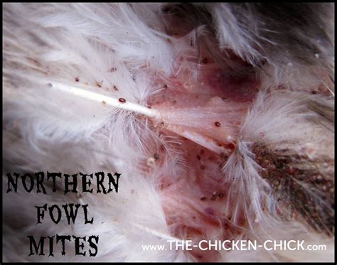 Poultry Lice And Mites Identification And Treatment The Chicken Chick®