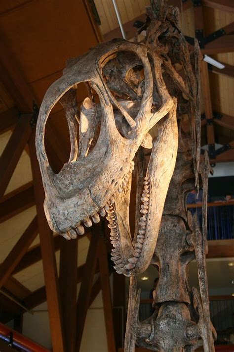 Jobaria Dinosaur Fossils Prehistoric Creatures