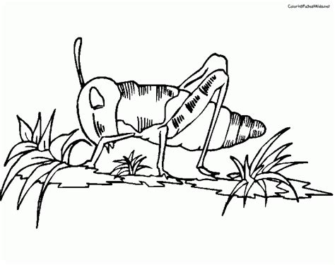 Cricket Wireless Coloring Pages Coloring Pages