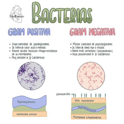Bacterias Grampositivas Y Gramnegativas Medessence Udocz