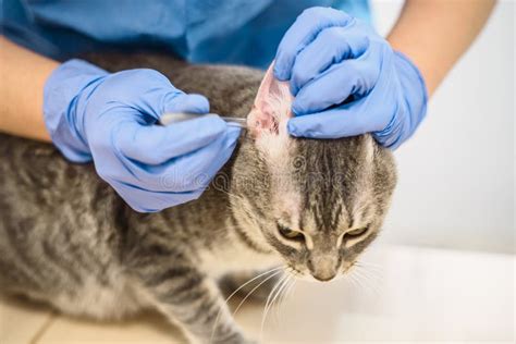 veterinarian doctor uses ear drops to treat a cat stock image image of health exam 238530219