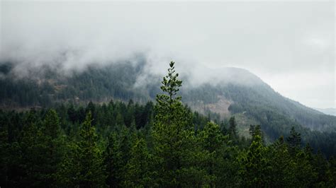 Fog Forest Trees Landscape Nature Hd 4k 5k Hd Wallpaper
