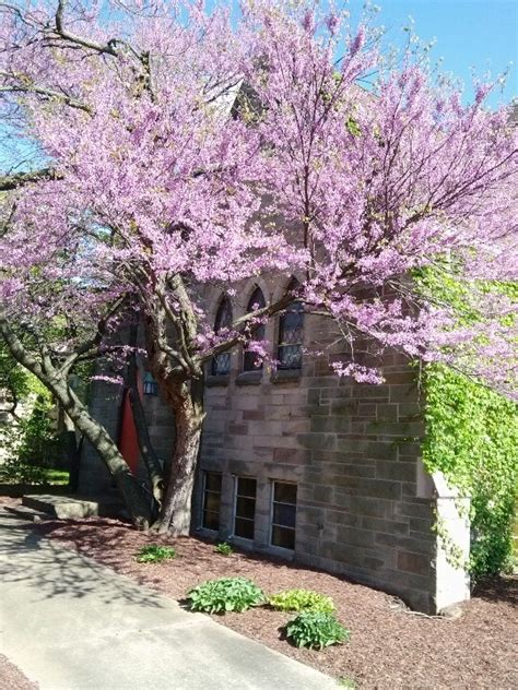 It has big 12 inch long leaves that turn red during fall time, just before the winters. Beautiful flowering tree blooming near church in South ...