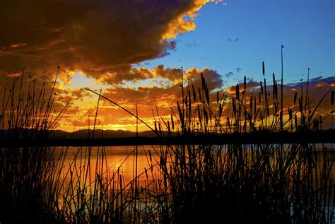 Sunset Reeds At Sloans Lake Photograph By Steven Louis Bercovitch Pixels