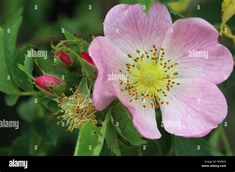 Wild Rose Bush Hi Res Stock Photography And Images Alamy