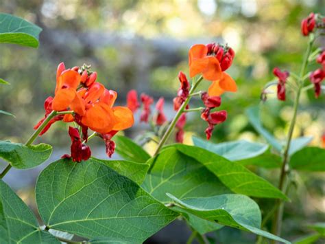 About Scarlet Runner Beans When Can I Plant A Scarlet Runner Bean Vine