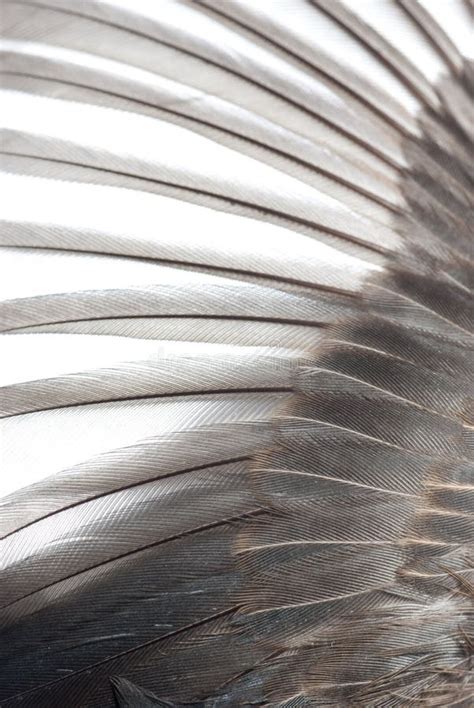 Feathered Wings Texture