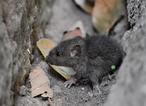 Mice Eradication Guide When And How To Use Rodent Smoke Bombs