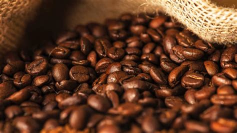 jenis tanaman kopi  indonesia  perbedaannya luden