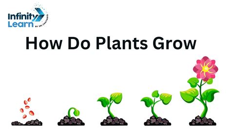 How Do Plants Grow Facts About Plants For Kids
