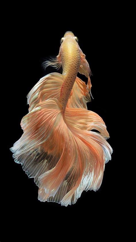 Iphone 6s Black Fish Gold Wallpaper Ios9 Pretty Fish Beautiful Fish