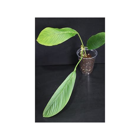 Philodendron Quelelii Round Hoyapassion