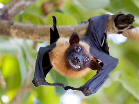 Fruit Bat Cute Creatures Spirit Animal