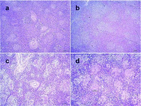 Histopathological Changes In The Spleen Of Ndv Infected Chickens